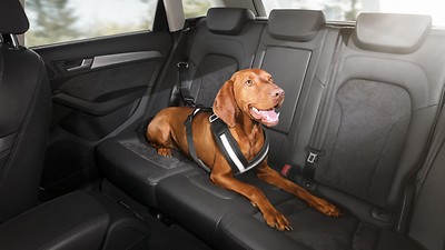 Cintura di sicurezza per cani, taglia piccola